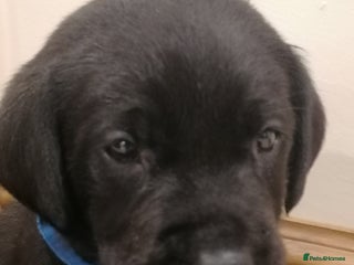 Labrador Retriever dogs KC registered, FtCH bloodline labradors - Advert 5