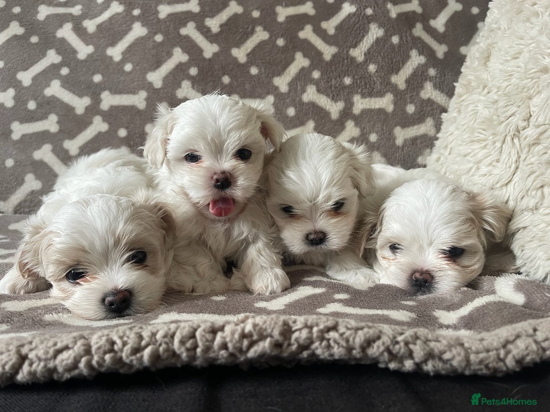 Maltese dogs for sale: Adorable KC Korean Maltese X Malshi puppies 🐾 - Image 1