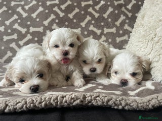 Maltese dogs for sale - Advert 1