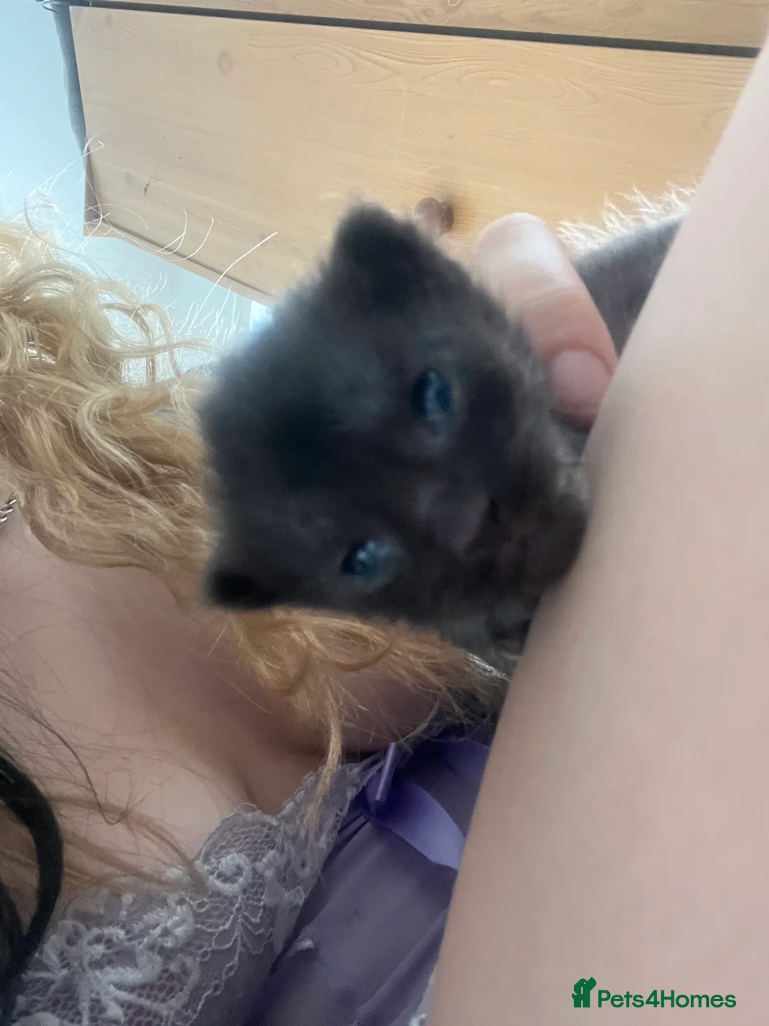 Maine Coon cats for sale: 4 beautiful maincoon mix tab kittens  - Advert 17