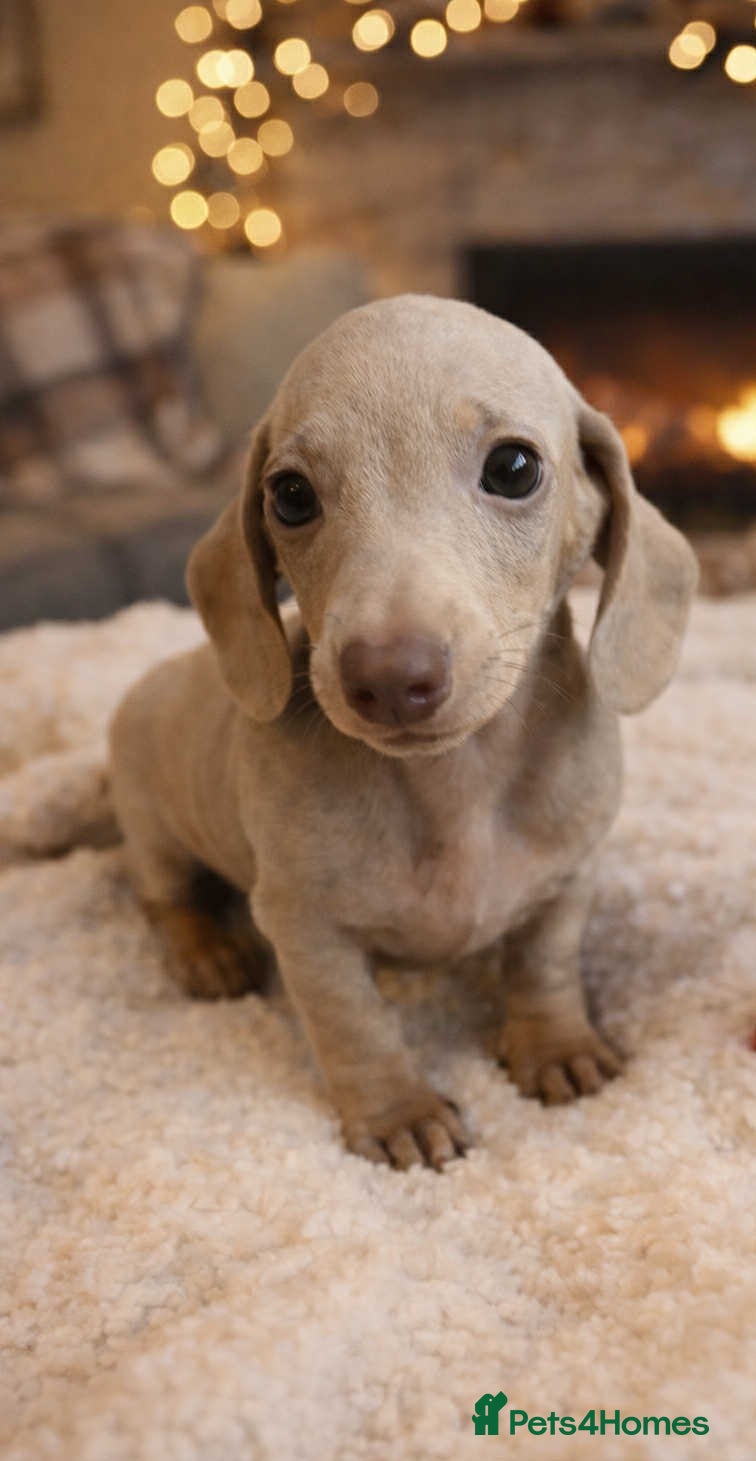 Miniature Dachshund dogs Miniature dachshund  - Advert 2