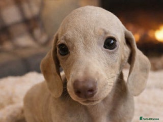 Miniature Dachshund dogs Miniature dachshund - Advert 2
