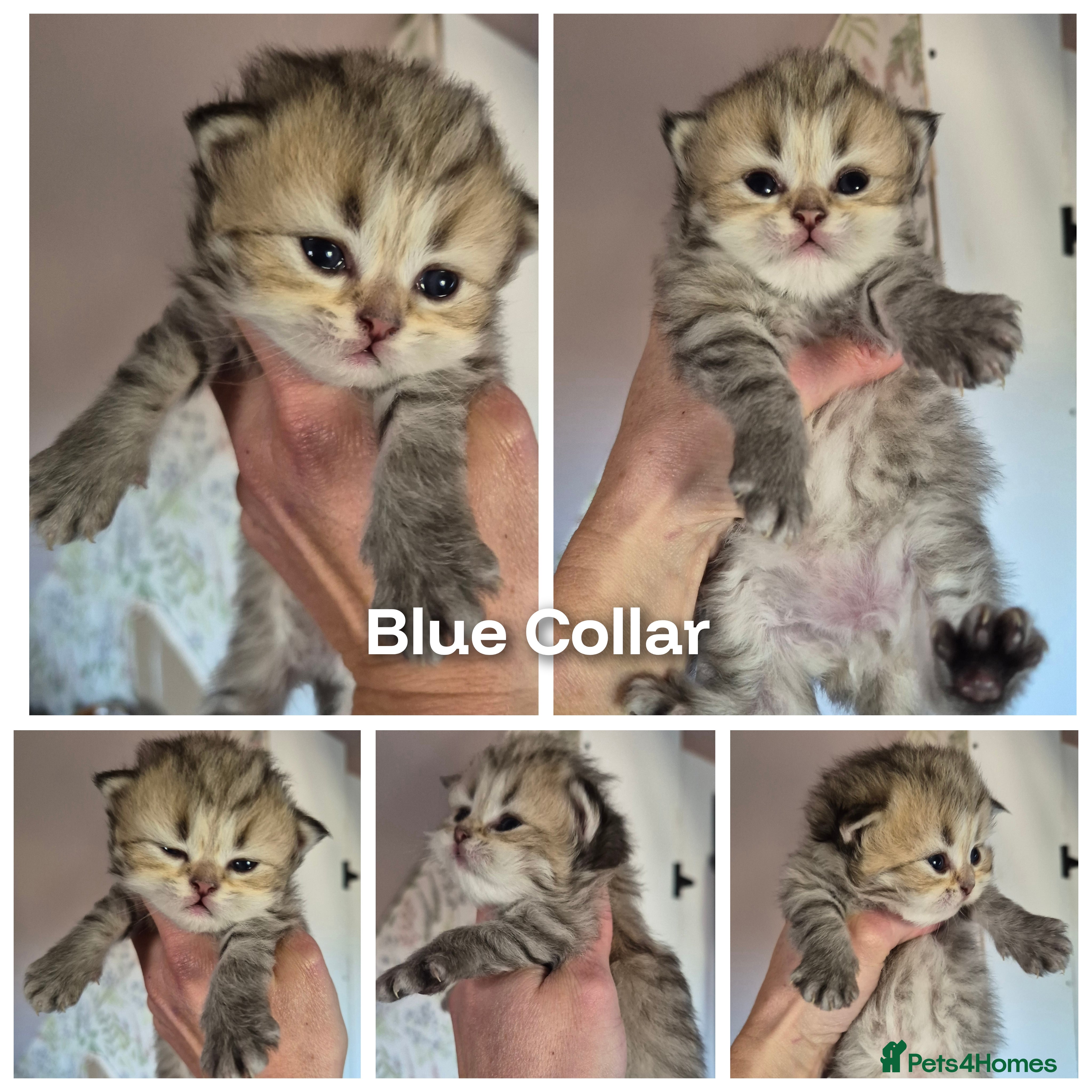 British Longhair cats Golden longhair boys - Advert 3