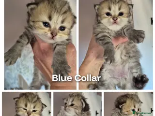 British Longhair cats Golden longhair boys - Advert 3