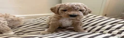 Mini Goldendoodle dogs for sale: Mini Goldendoodle puppies 🐶🫶🏻 - Advert 14