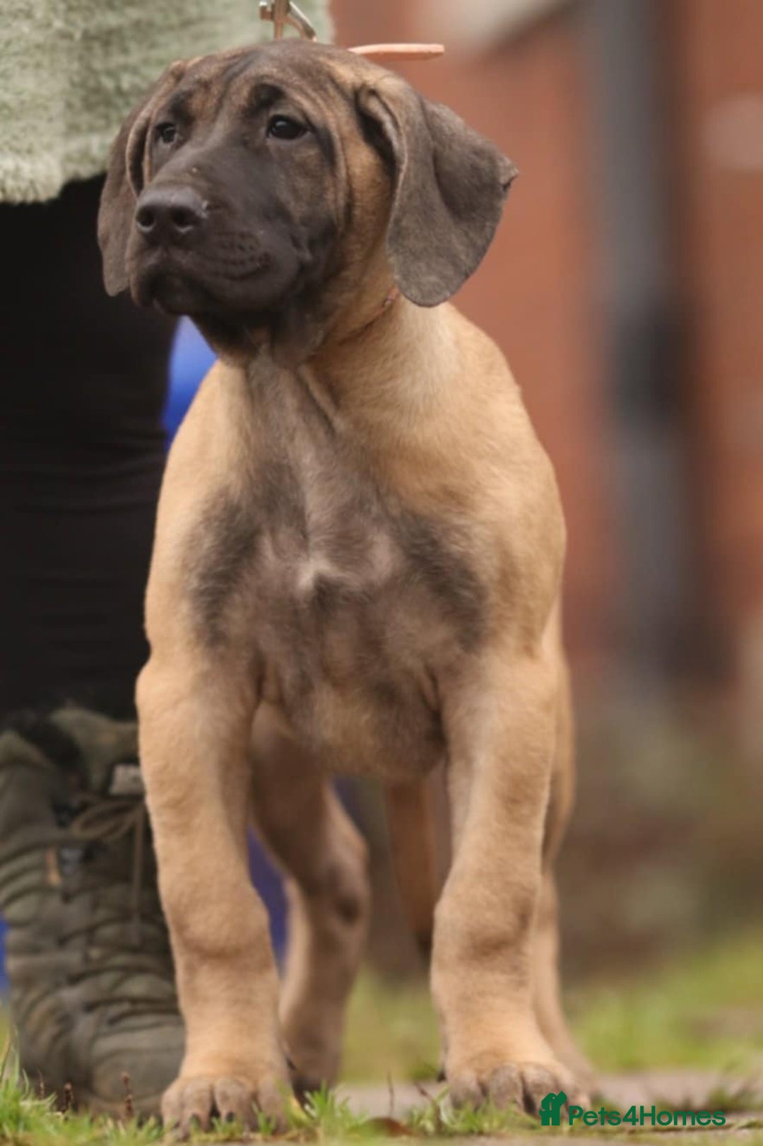 Presa Canario dogs for sale: Presa Canario pups  - Advert 4