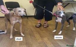Italian Greyhound dogs for sale: 1 Italian Greyhound Puppy Girl / Bitch For Sale! - Image 13