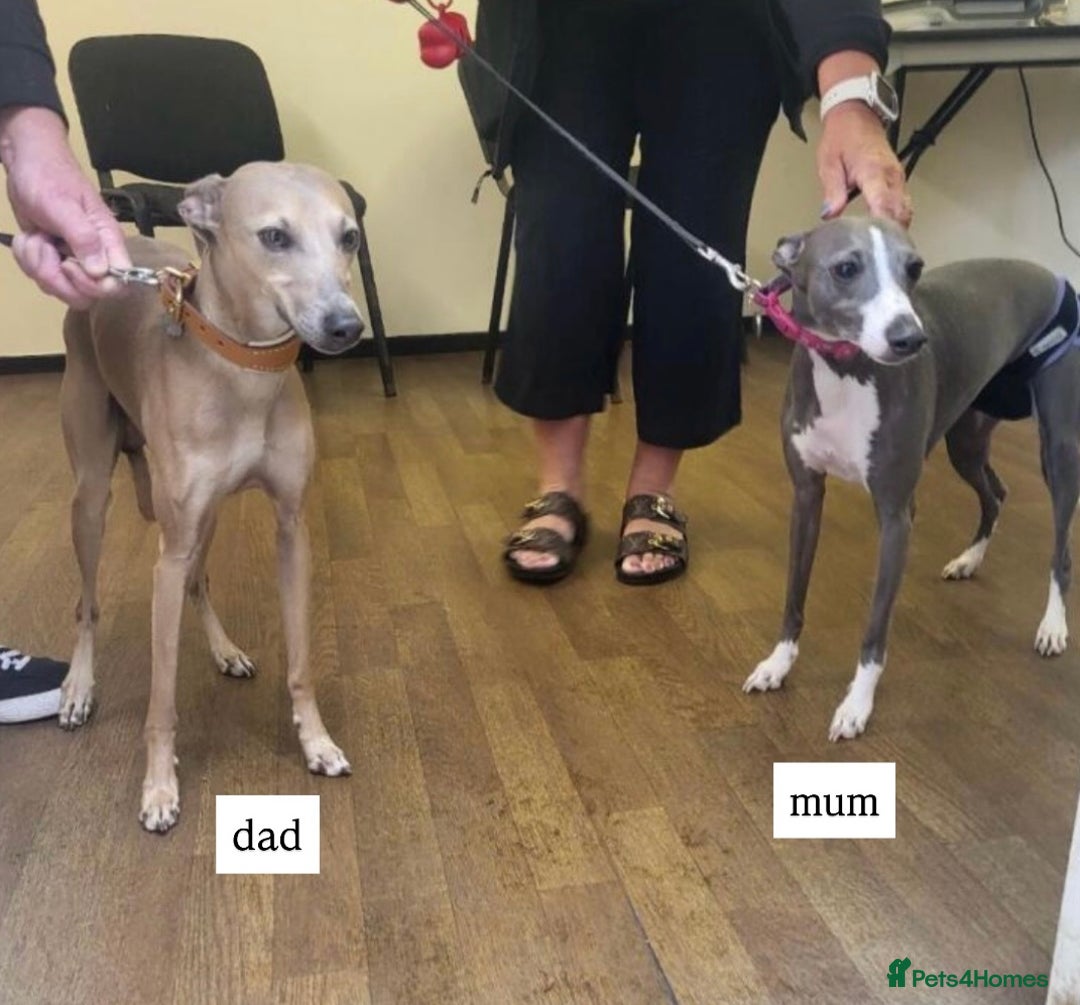 Italian Greyhound dogs for sale: 1 Italian Greyhound Puppy Girl / Bitch For Sale! - Image 13