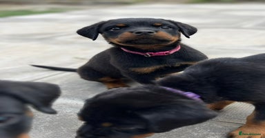 Rottweiler dogs - Advert 12