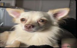 Chihuahua dogs for stud: LOVING HANDSOME MALE CHIHUAHUA UP FOR STUD  - Image 1