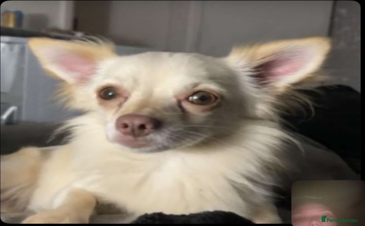 Chihuahua dogs - Advert 10