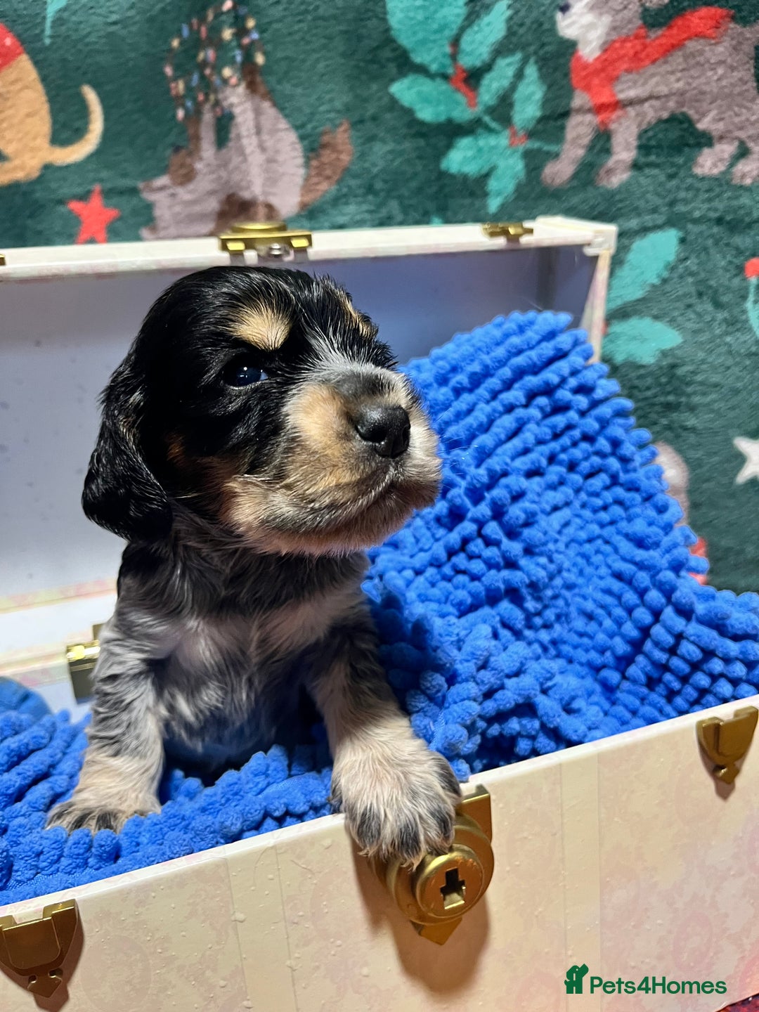 Cocker Spaniel dogs for sale: Kc Reg Cocker Spaniels parents DNA Clear  - Advert 5