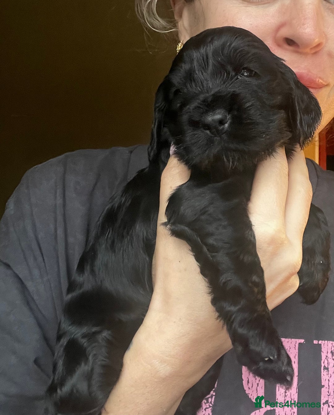 Cocker Spaniel dogs for sale: FAMILY RAISED SHOW TYPE COCKER SPANIEL PUPPIES - Advert 8