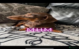 Miniature Dachshund dogs for sale: Miniature dutchound puppies  - Image 10