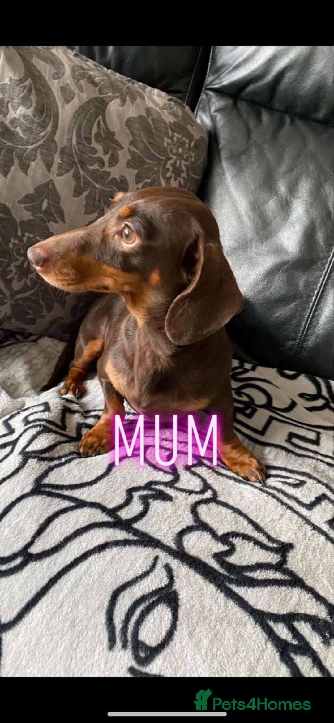 Miniature Dachshund dogs for sale: Miniature dutchound puppies  - Image 10