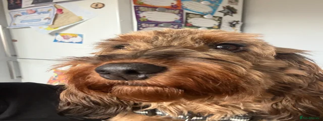 Rusty