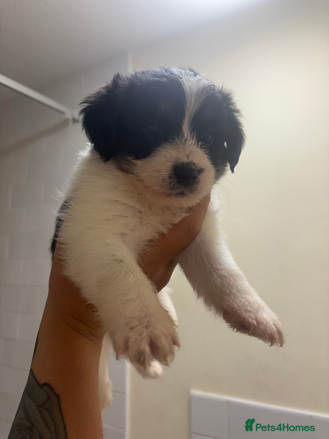 Jackapoo dogs for sale: F1 Jackapoo - Image 9
