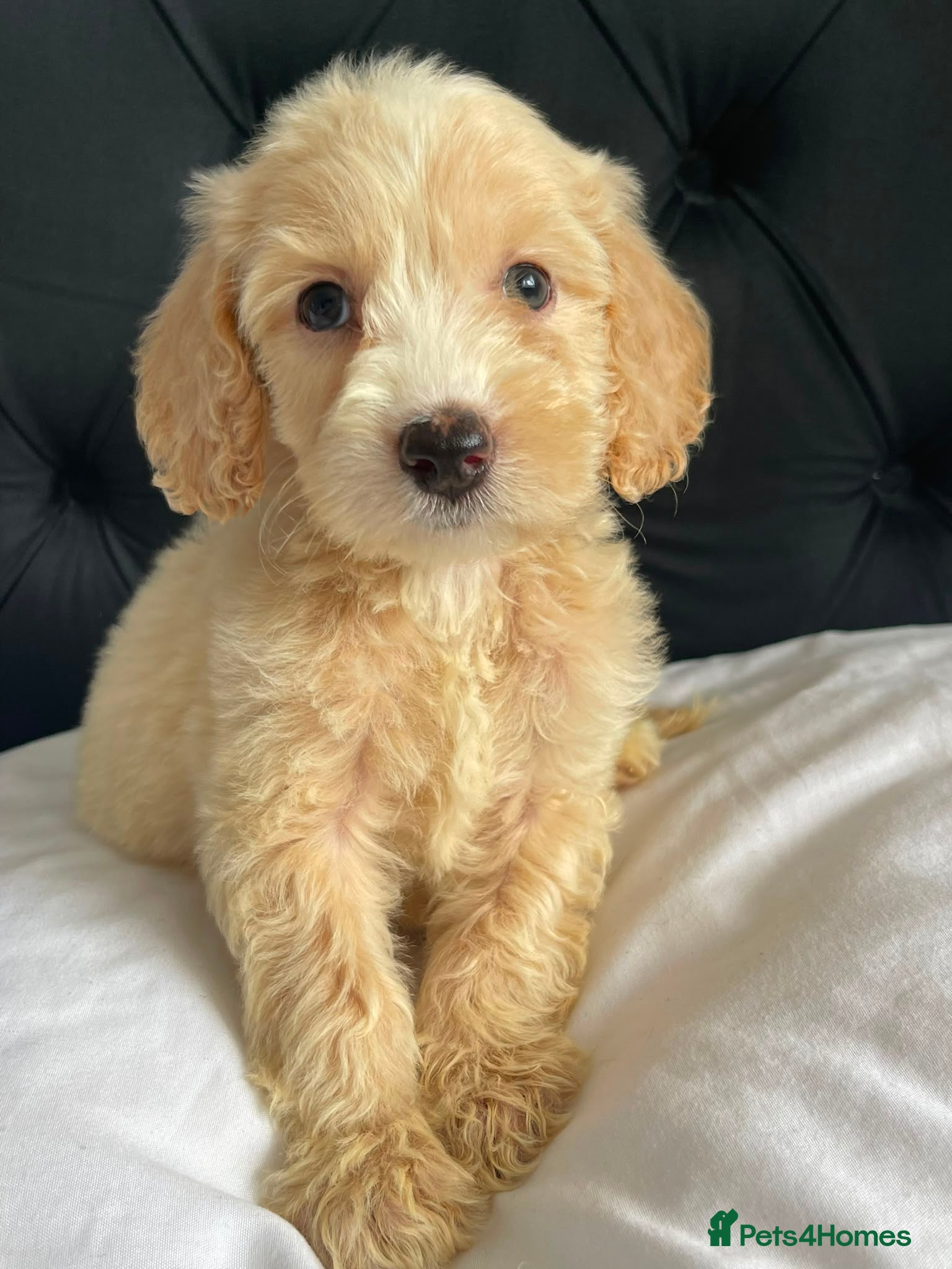 Cockapoo dogs Cockapoo Puppies  - Advert 1