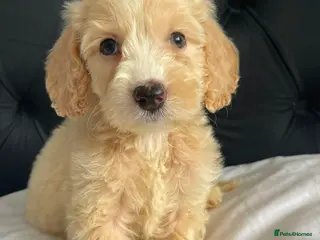 Cockapoo dogs Cockapoo Puppies - Advert 5
