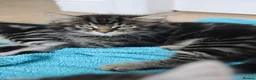 Mixed Breed cats for sale: Litter of 5 Kittens, 11 Weeks Old - Advert 16