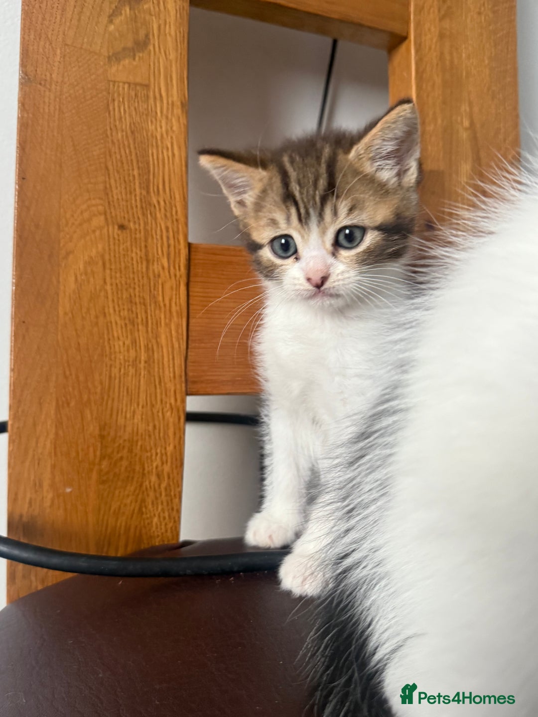 Mixed Breed cats for sale: Tabby Kittens - Advert 3