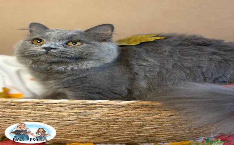British Shorthair cats - Advert 1