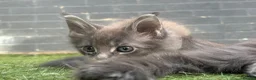 Maine Coon cats for sale: Stunning GCCF Registered Maine Coon Kittens  - Advert 9