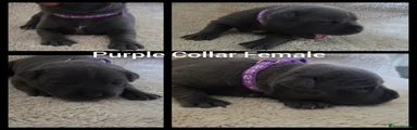 Staffordshire Bull Terrier 6