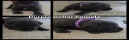 Staffordshire Bull Terrier dogs for sale: KC Blue Staffordshire Bull Terrier Puppies - Advert 11