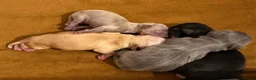 Chihuahua dogs for sale: Beautiful long coat chihuahua pups  in Washington - Advert 8