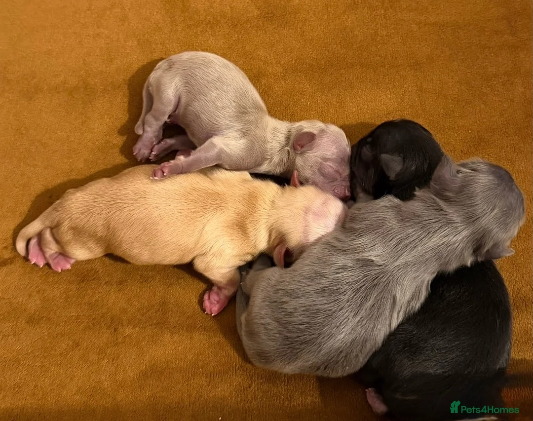 Chihuahua dogs for sale: Beautiful long coat chihuahua pups  in Washington - Advert 8