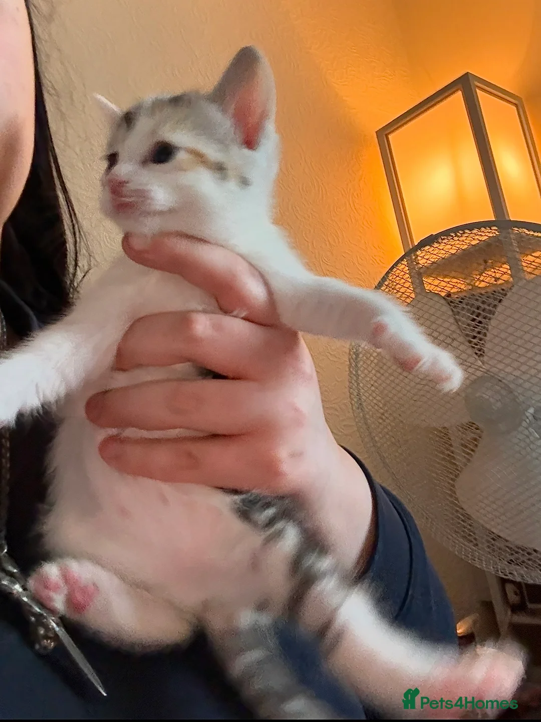 Mixed Breed cats for sale: Three Kittens For Sale Need Gone Asap  in Carmarthen - Advert 4