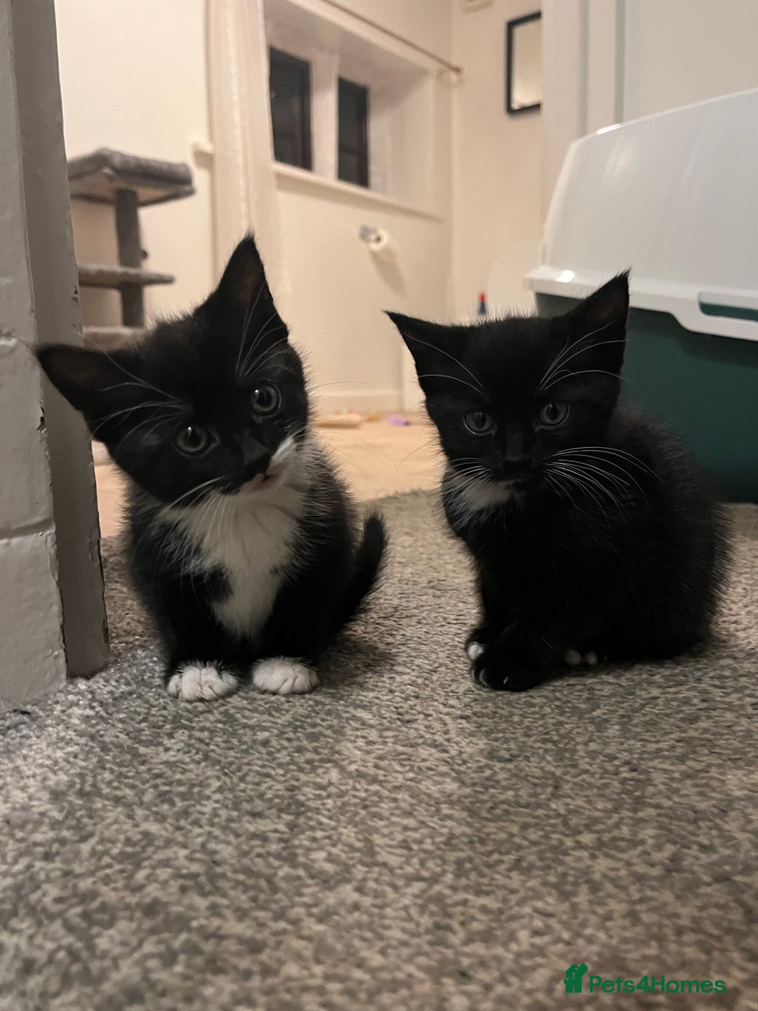 British Shorthair cats for sale: Black and white kittens for sale  - Image 1