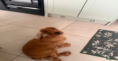 Cocker Spaniel dogs - Advert 13