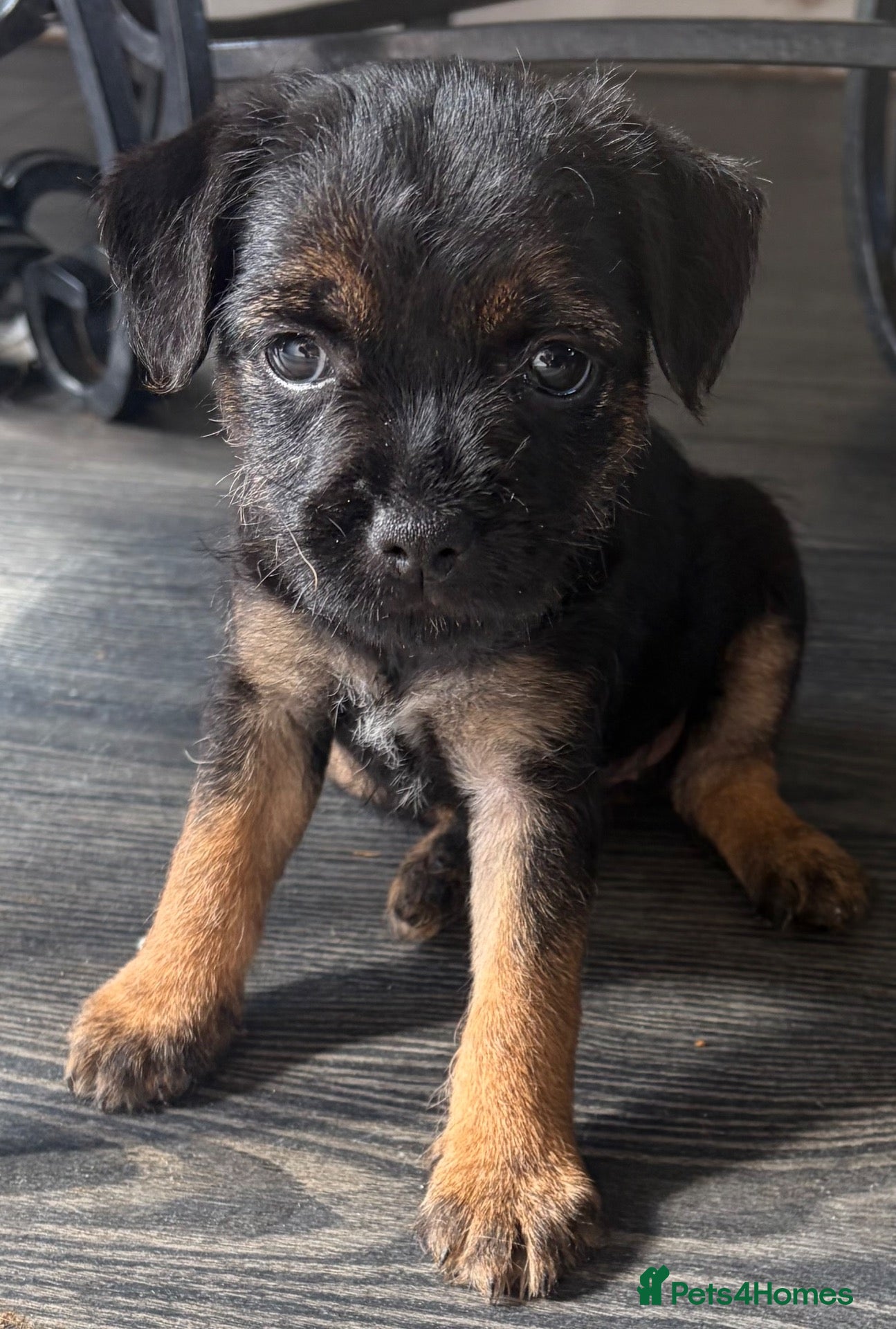 Border Terrier dogs KC Registered Border Terrier Pups - READY NOW - Advert 6