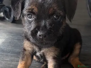 Border Terrier dogs KC Registered Border Terrier Pups - READY NOW - Advert 6