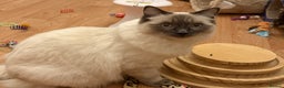 Ragdoll cats for sale: GCCF REGISTERED Ragdoll Kitten Blue Colourpoint - Advert 15