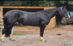 Welsh Section D horses for sale: Ebony - A 148 with huge potential !! - Image 7