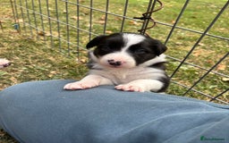 Border Collie dogs for sale: 4 week old Adorable Border Collie Puppies  - Image 18