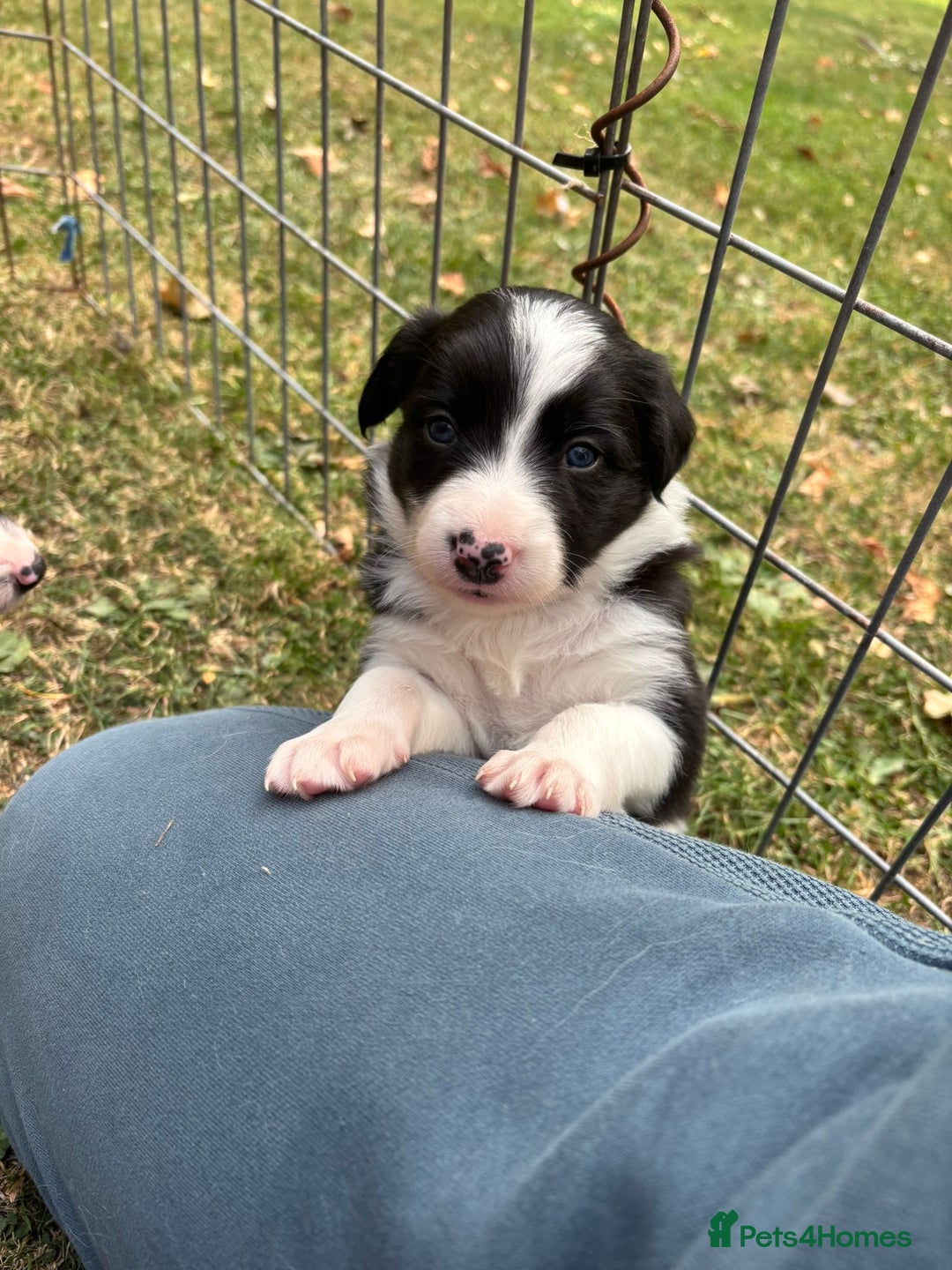 Border Collie dogs for sale: 4 week old Adorable Border Collie Puppies  - Image 18