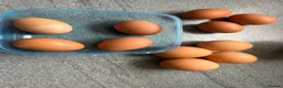 Hens poultry for sale: Hybrid lying eggs hens  - Advert 6