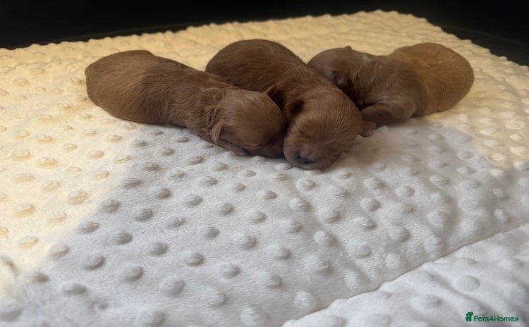 Maltipoo dogs - Advert 3