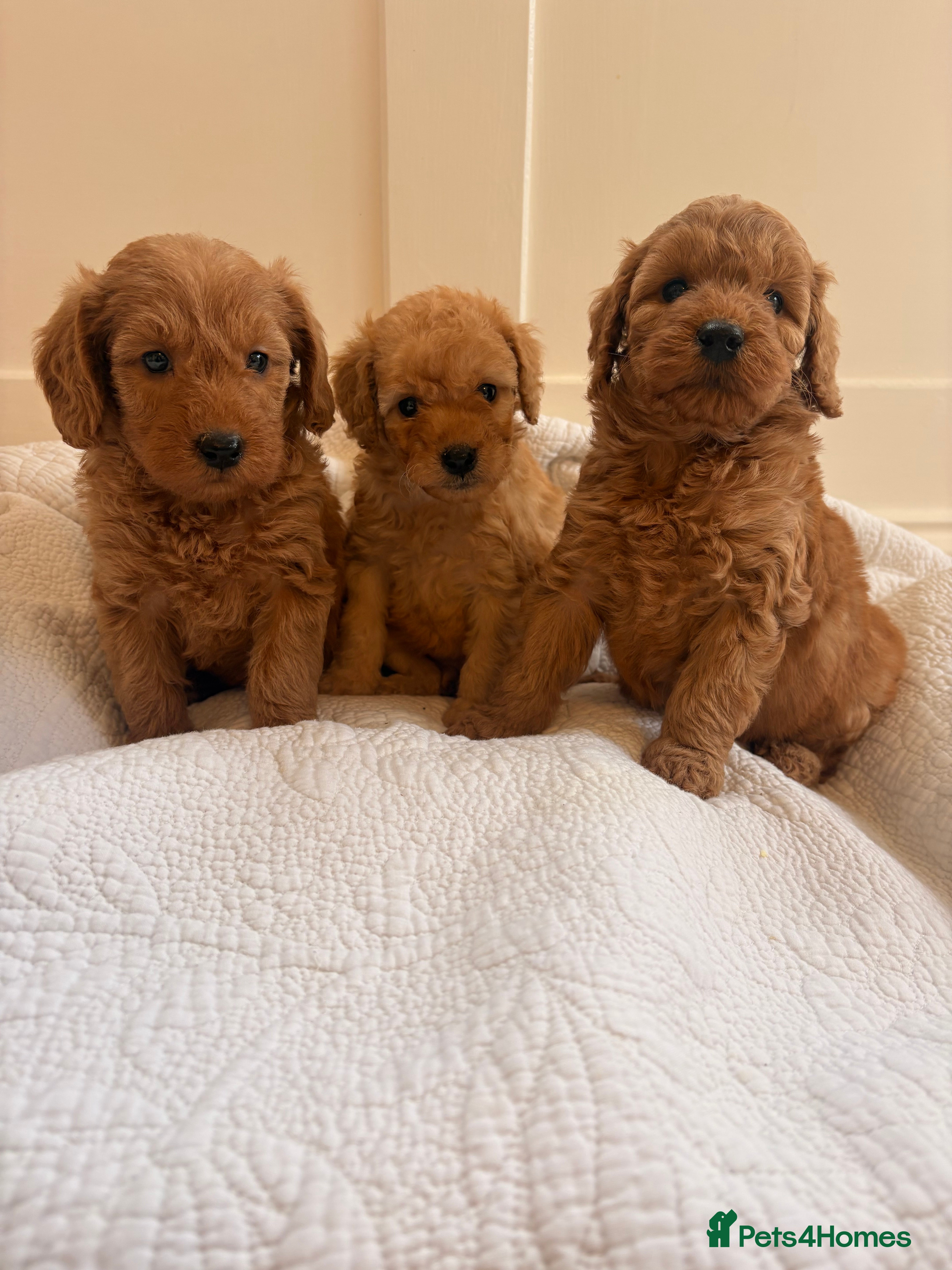 Labradoodle dogs LICENSED BREEDER QUALITY MINI LABRADOODLES - Advert 3