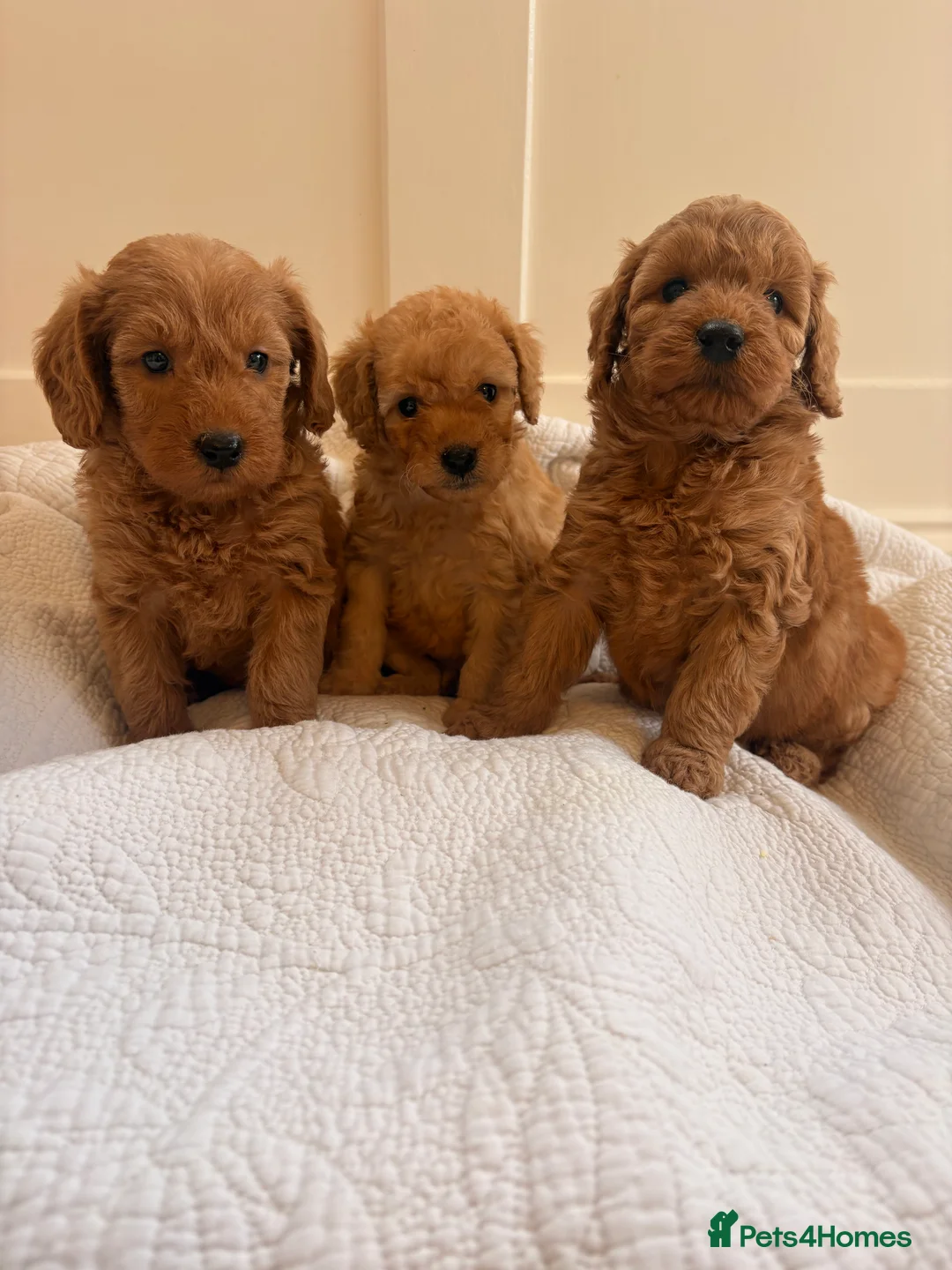 Labradoodle dogs for sale: LICENSED BREEDER QUALITY MINI LABRADOODLES - Advert 6