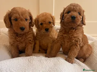 Labradoodle dogs LICENSED BREEDER QUALITY MINI LABRADOODLES - Advert 3