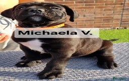 Cane Corso dogs for sale: Champion-Bloodline Cane Corso Puppies  - Image 14