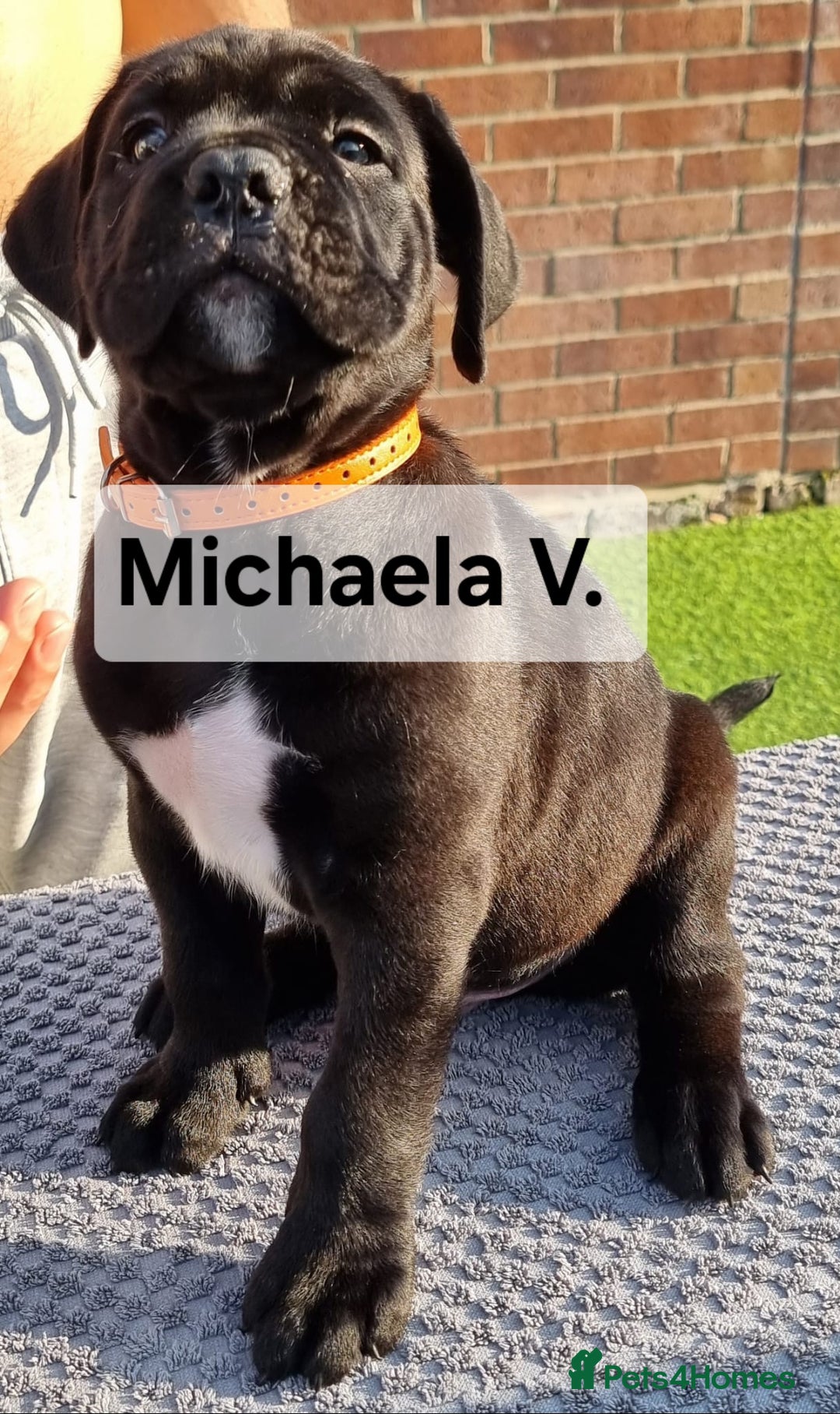Cane Corso dogs for sale: Champion-Bloodline Cane Corso Puppies  - Image 14