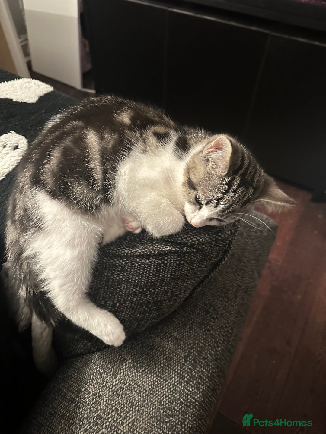 Mixed Breed cats for sale: Kittens for sale - Image 9