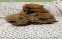 Pomeranian dogs for sale: Fabulous Pomeranian Girl Puppies  - Image 5