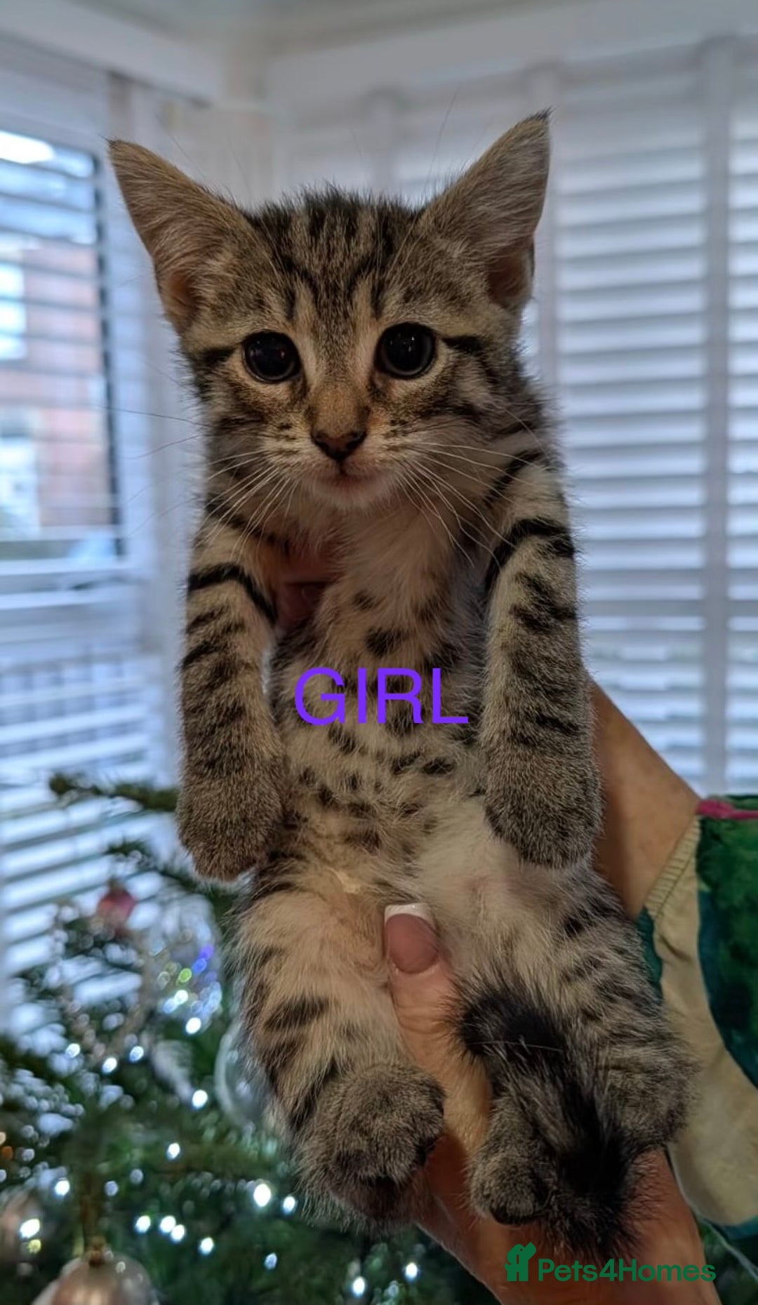 Mixed Breed cats for sale: British short haired Cross - Advert 9